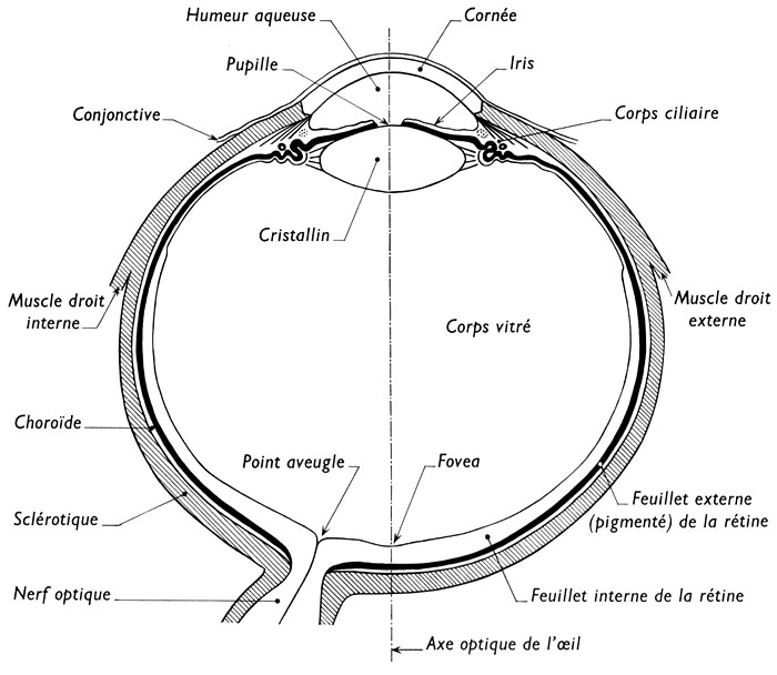 Dissection De Loeil